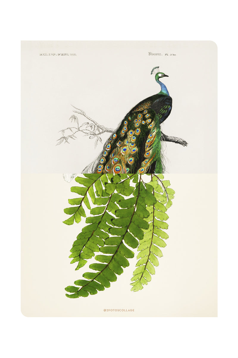 Pavo Natural / 50 x 70 cm / Obra única