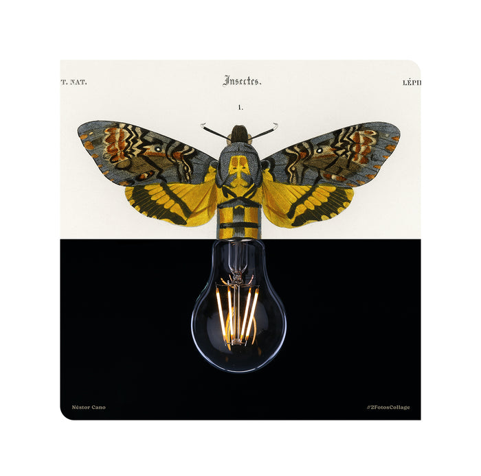 Lepidoptera light / 30 x 30 cm / Serie limitada a 3 unidades
