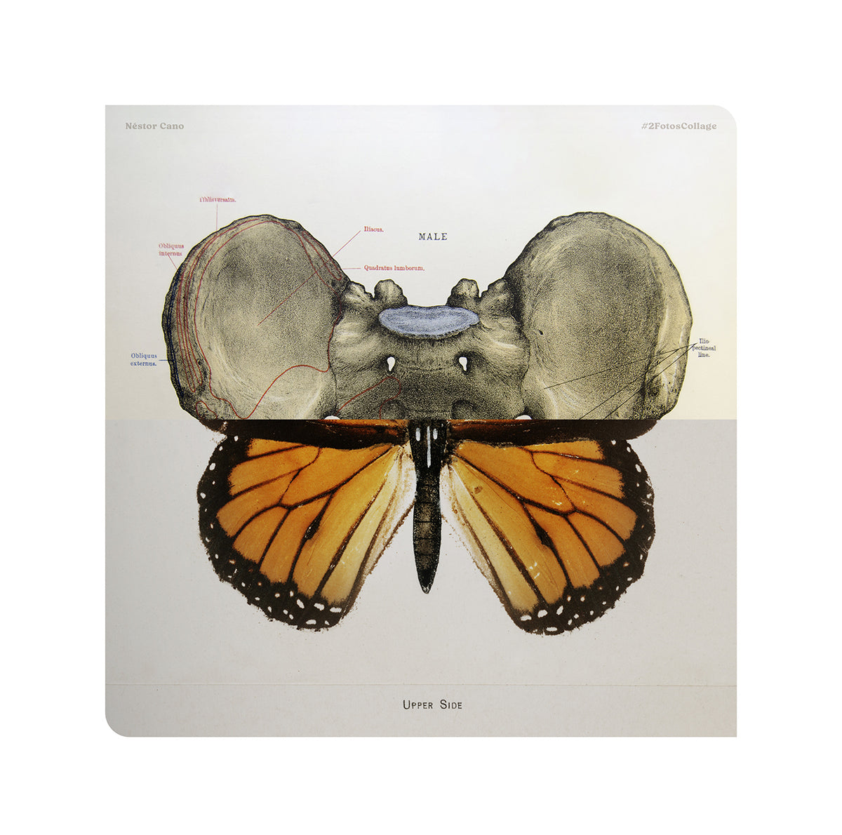 ButterflyBones 03 / 30 x 30 cm / Serie limitada a 3 unidades