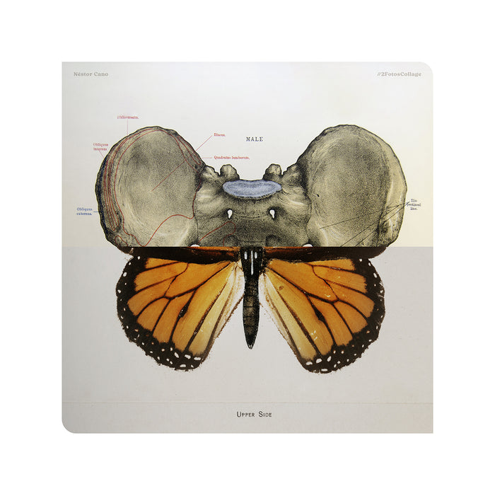 ButterflyBones 03 / 30 x 30 cm / Serie limitada a 3 unidades