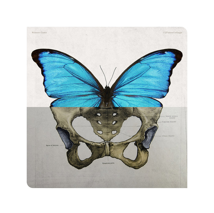 Morpho Azul / 30 x 30 cm / Serie limitada a 3 unidades