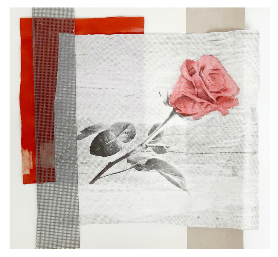 Rosa / 50 x 50 cm / José Luis de Juan