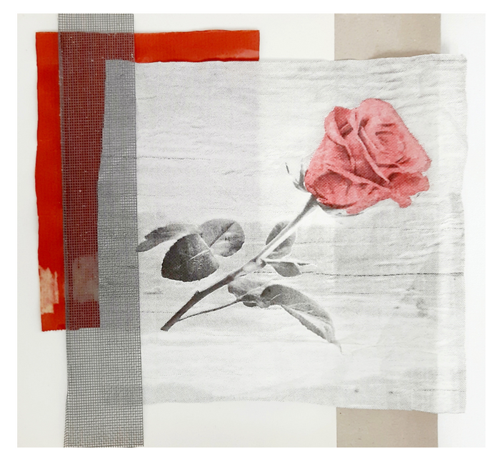 Rosa / 50 x 50 cm / José Luis de Juan